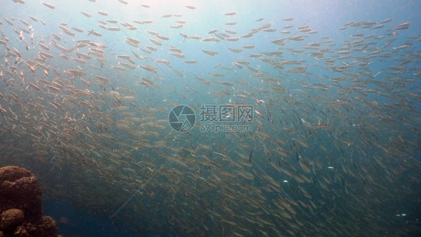 在水下的沙丁鱼浅滩海沙丁鱼在海洋的蓝色海水中美妙而美丽的海底世界与热带鱼在热带海域潜水和浮潜图片