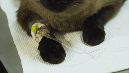 猫在诊所的兽医处进行静脉输液滴注带iv导管的猫图片