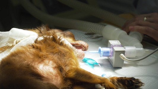 兽医外科医生在兽医诊所为一只狗进行内部麻醉麻醉师图片