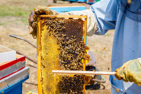 阿皮亚里斯坦用刷子扫出蜂窝里的蜜蜂提取蜂图片
