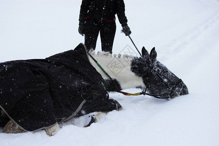 花斑母马在冬天穿过森林时呼吸新鲜空气沐浴在雪中证明工作还没有开始的谚图片