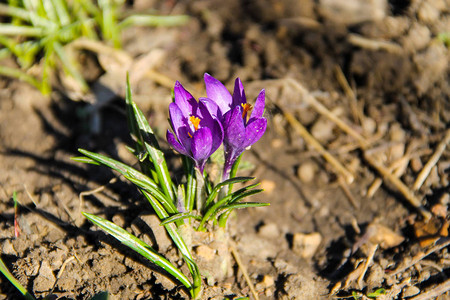 春初紫花棚图片