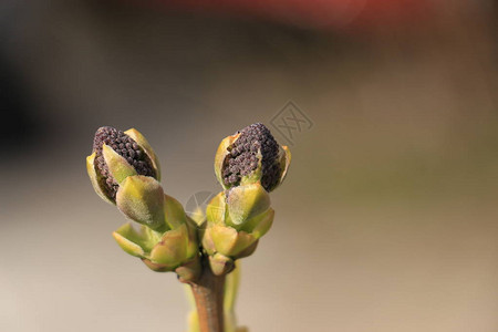 丁香花刚发芽的样子图片