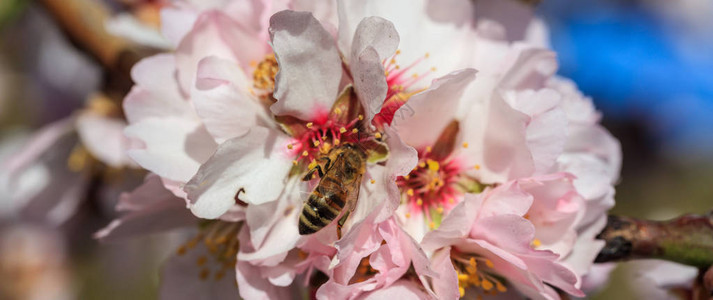 春天蜜蜂从杏仁树花中采集花粉图片