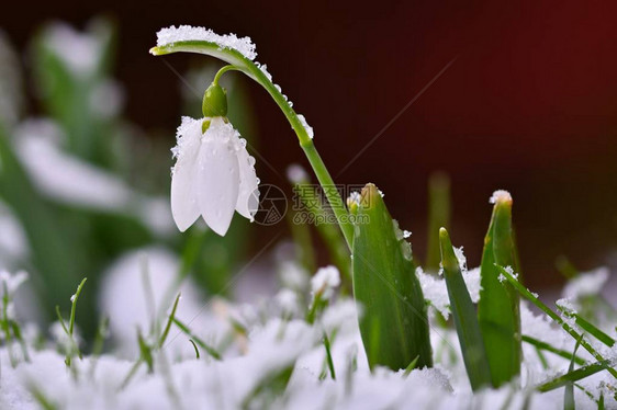 雪花莲春天的花朵图片