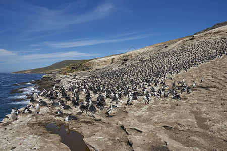福克兰群岛卡尔斯岛沿岸大面积繁殖的皇家沙格Phalacrocorasattericapsalbivent图片