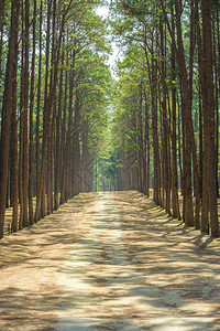 松树公园里有绿树的人行道小径背景图片
