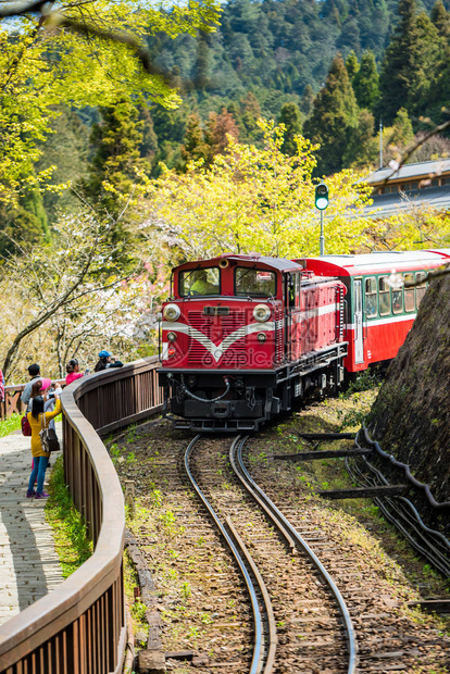 春季在阿里山风景区Alish图片