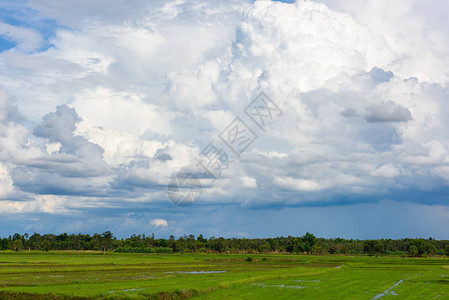 蓝天白云的稻田图片