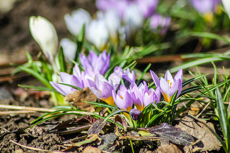 紫罗兰色的雪花莲从地里出来了图片