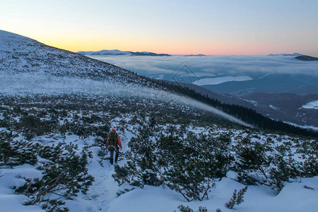 日落时在雪山的灌木丛间行走乌克图片