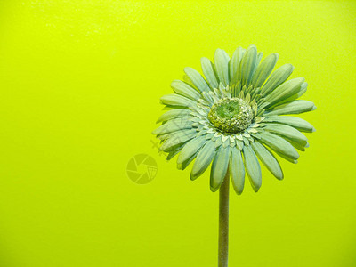 在绿色背景的一朵五颜六色的单花图片