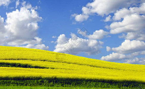 春天的黄色油菜田图片