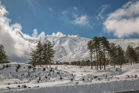 冬天在树林里的松针上积雪图片