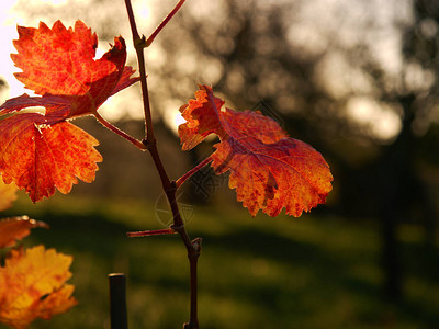 在黄昏时以秋色的秋色在小轿葡萄园切开风景植物上最后叶子的图片