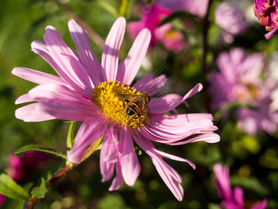 蜜蜂坐在花园里的一朵粉红色的花上图片