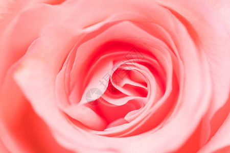 粉红色的玫瑰花关闭图片