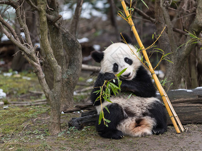 一只年轻的巨型熊猫Ailuropodamelanoleuca图片