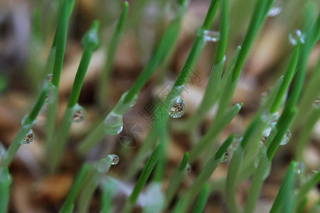 燕麦芽幼苗在冬季为猫发芽图片素材