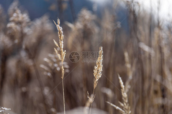 ReedvsSunset选择焦点浅的田地深度草丛间湖图片