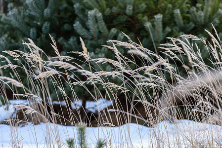 芦苇与选择焦点浅景深雪中芦苇间湖图片