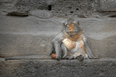 坐在石墙边缘的长尾猴子闭上眼睛仿图片