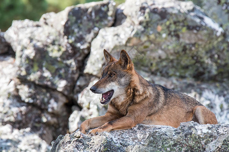 伊比里亚狼我们的美丽动物被某些人图片