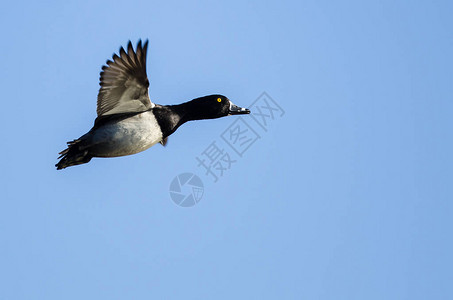 环颈鸭在蓝天飞翔图片