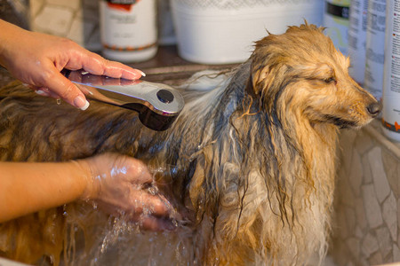 设得兰群岛牧羊犬在狗馆洗澡图片
