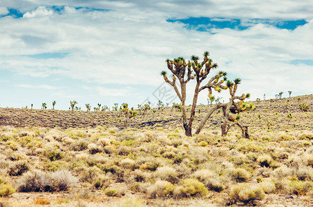 亚利桑那沙漠风景中的乔拉仙人掌和萨图片