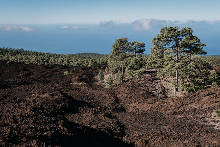 黑火山熔岩石与松树的矿区台德公图片