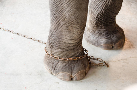 大象腿被锁链束缚图片