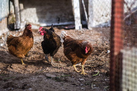 野生自由鸡在农村繁殖图片