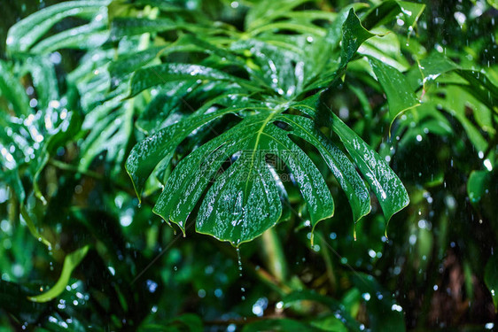 热带丛林雨中绿色棕榈叶的特写图片