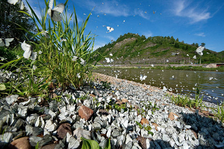 西伯利亚南部俄罗斯沙里亚山上几百万只蝴蝶白河孔多马最图片