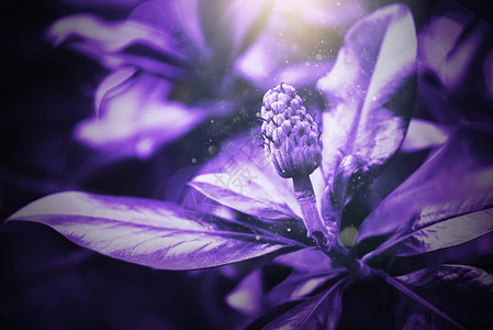 紫外线背景由新鲜植物制成设计时的图片