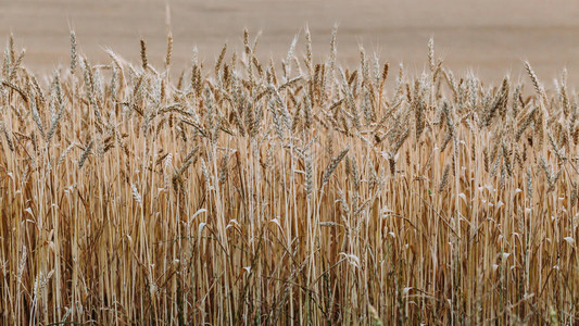 小麦穗的背景图片