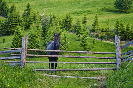 夏日高山牧场上的一匹美丽的马图片