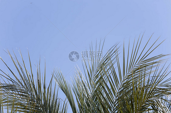花盆里的小棕榈叶自然光下的水平拍摄图片