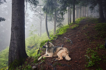 猎狗在迷雾的山林里等待背景图片