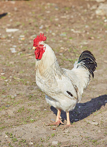 公鸡或公鸡具有自然背景的公鸡图片