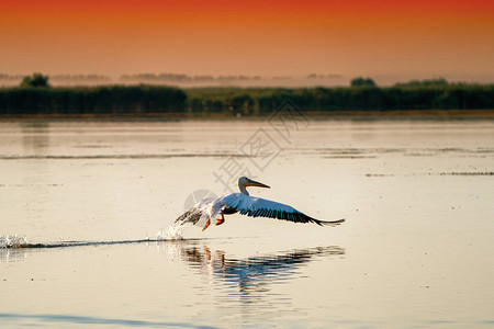 白鹈鹕Pelecanusonocro图片