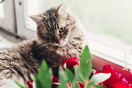 小猫咪坐在窗台上带着美丽的红小精灵图片