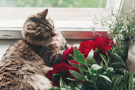坐在窗台上的可爱猫咪和美丽的红小精灵坐在一起图片