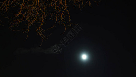夜空森林和月亮夜晚的天空图片