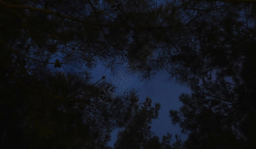 夜晚在森林树枝图片
