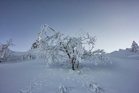 美丽的冬天树和被雪覆盖的树枝图片