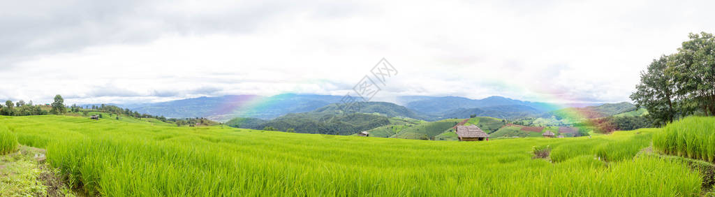 美丽的绿稻田蓝天和彩虹在山地背景图片