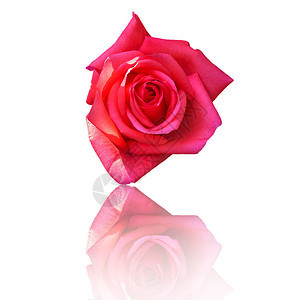 白色背景的美丽红玫瑰花朵情人图片