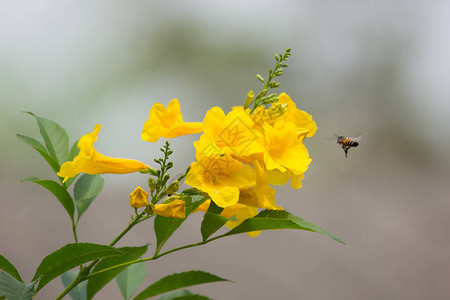 黄蜂和黄花黄老花黄铃或三花图片